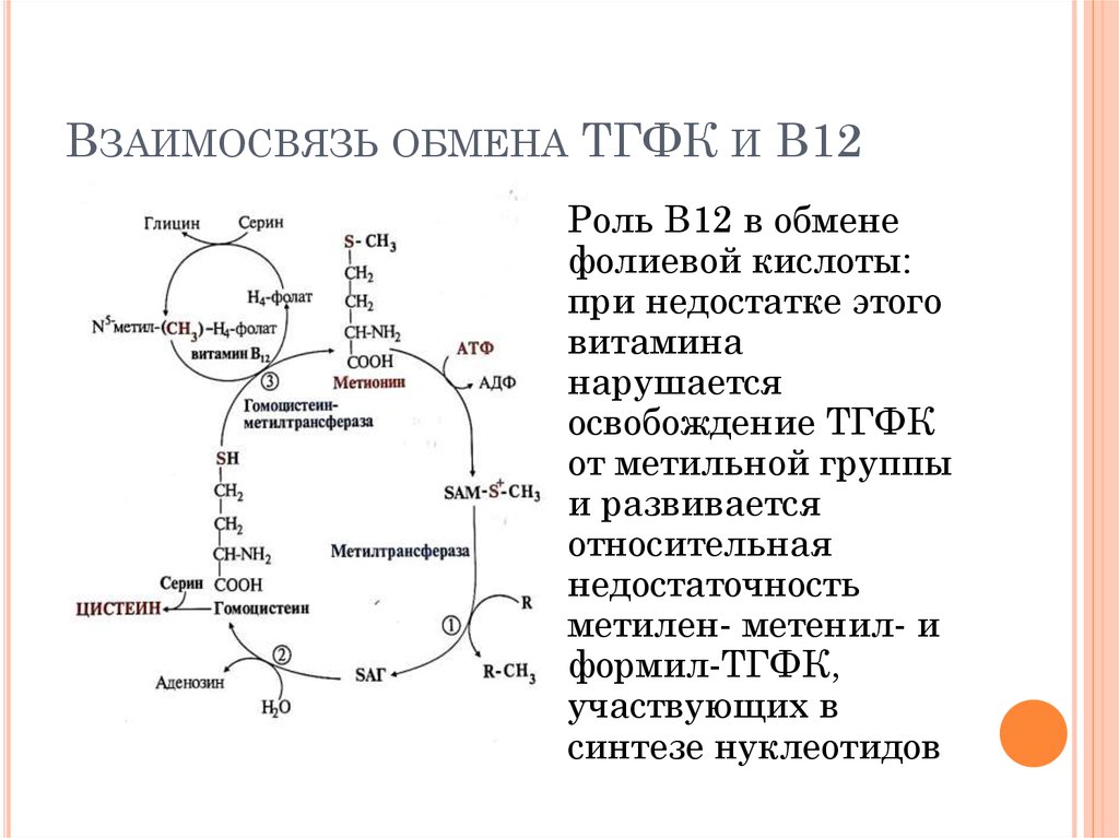 Железо участвует в синтезе