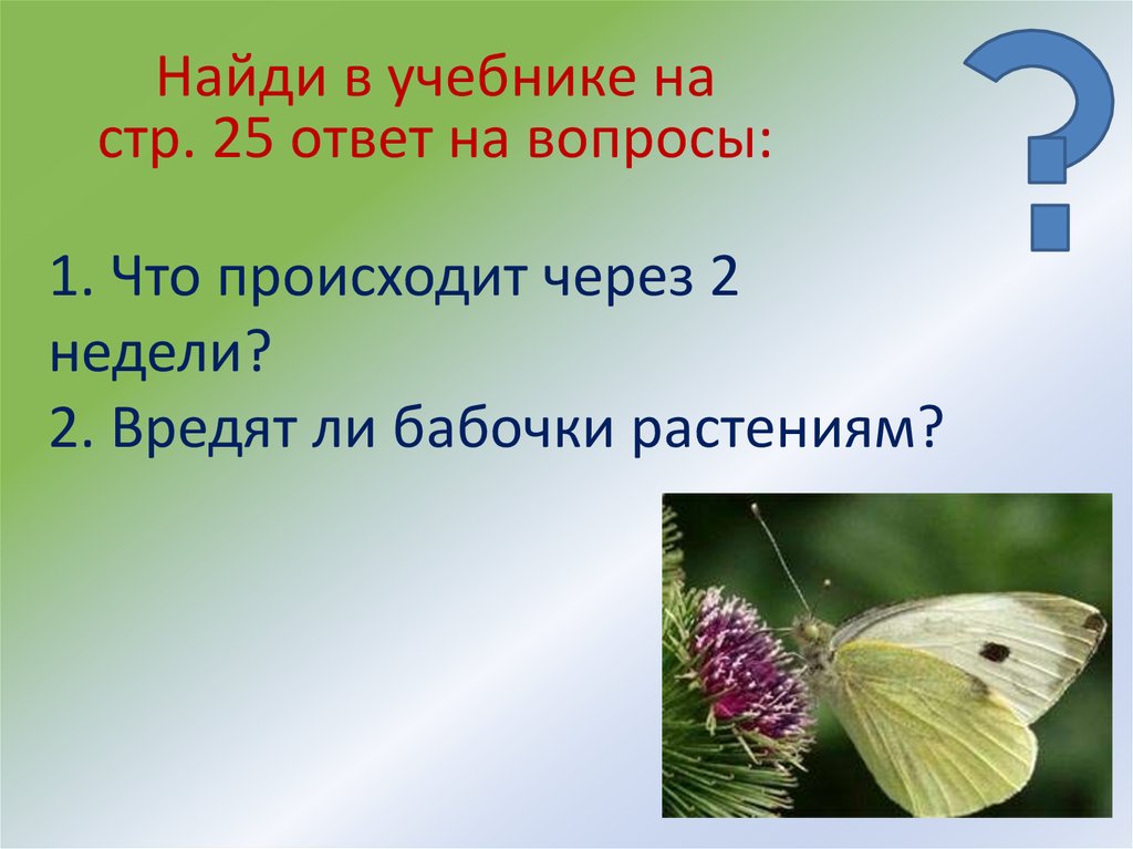 Не любят огородники всех белых бабочек ресниц капустниц и брюквенниц схема