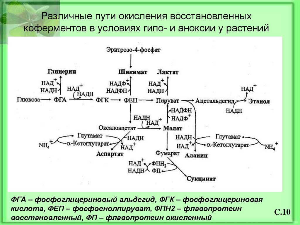 1 окисление 2 восстановление. Фосфоенолпируват биохимия. Коферменты окисления и восстанов. ФГК фосфоглицериновая кислота. Фосфоенолпируват в 2 фосфоглицериновая кислота.