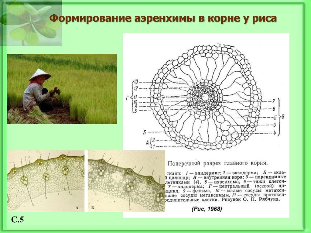 Формирование 6. Аэренхима корня. Развитие аэренхима. Флоэма аэренхима. Аэренхима и эндодерма винограда.