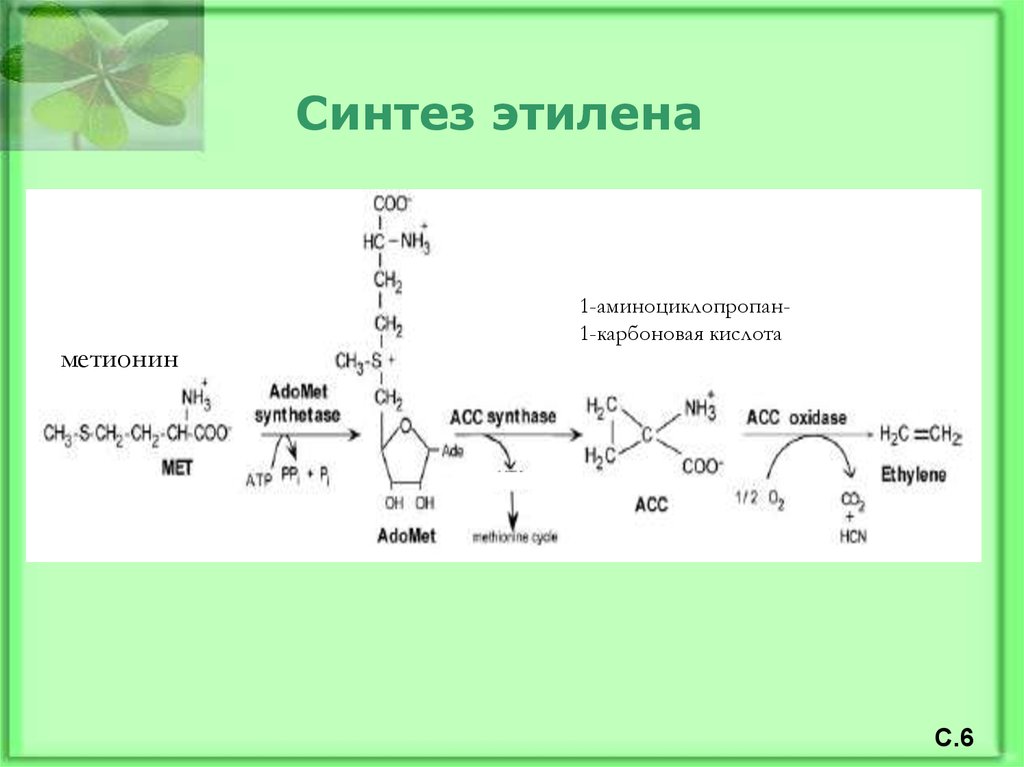 7 синтез. 1-Аминоциклопропан-1-карбоновая кислота. Аминоциклопропанкарбоновая кислота. Химический Синтез метионина. Что синтезируется из метионина.