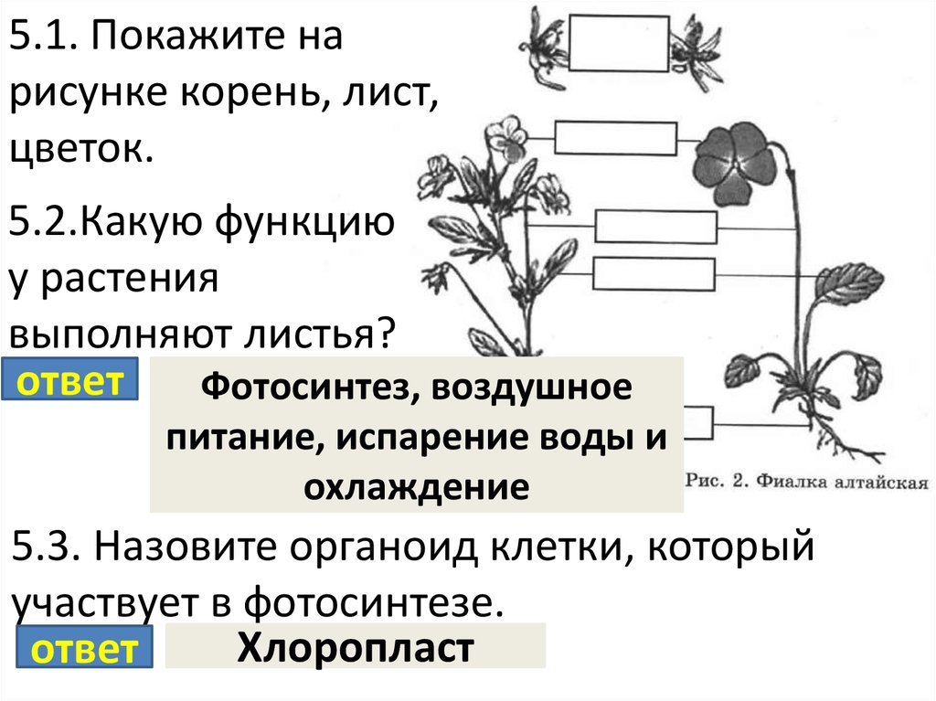 Каково значение растений в природе впр биология. Какую работу выполняет корень лист цветок. Фотосинтез ВПР 6 класс по биологии. Задачи биологии 5 класс. ВПР по биологии строение цветка.