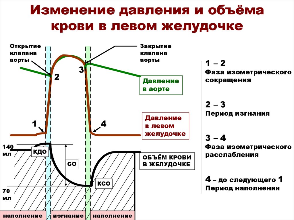 Диаграмма давления и объема крови для желудочков сердца