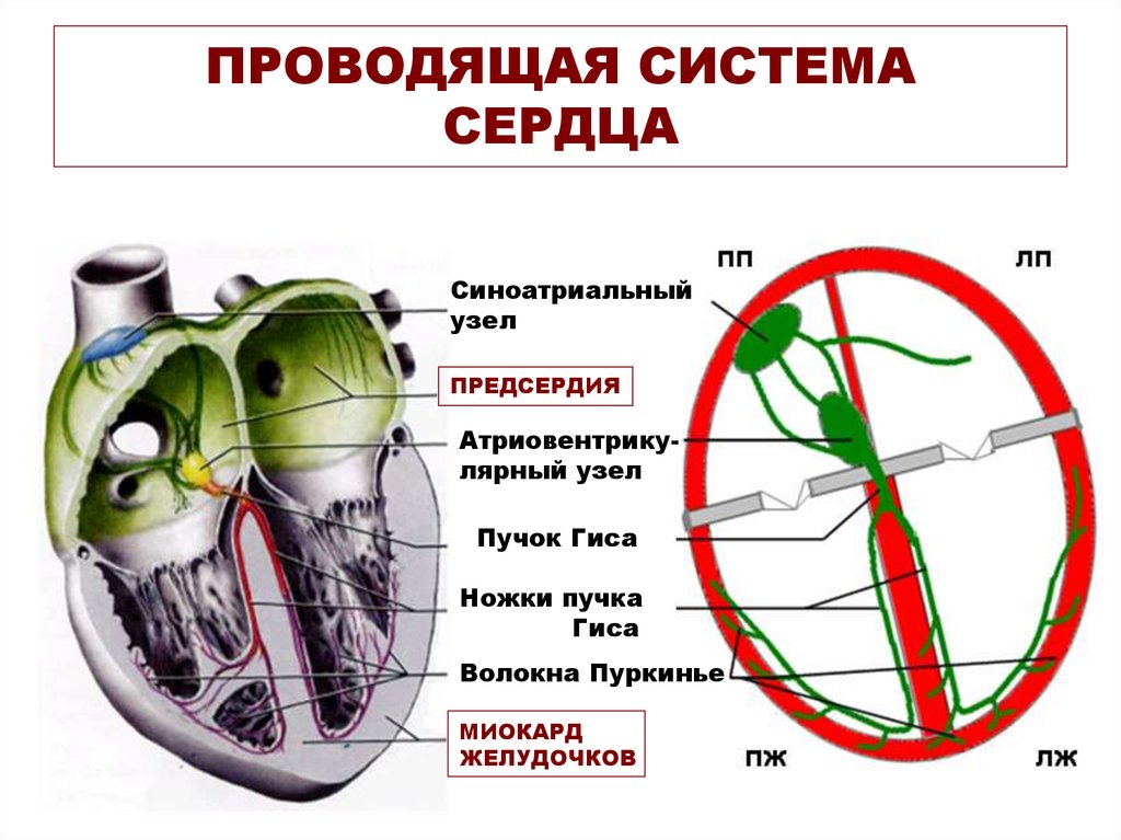 Проводящая система сердца механизм автоматии сердца презентация