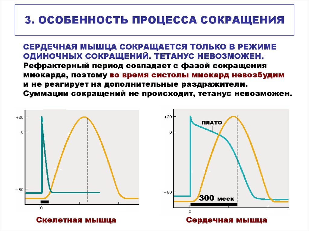 Фазы сокращения