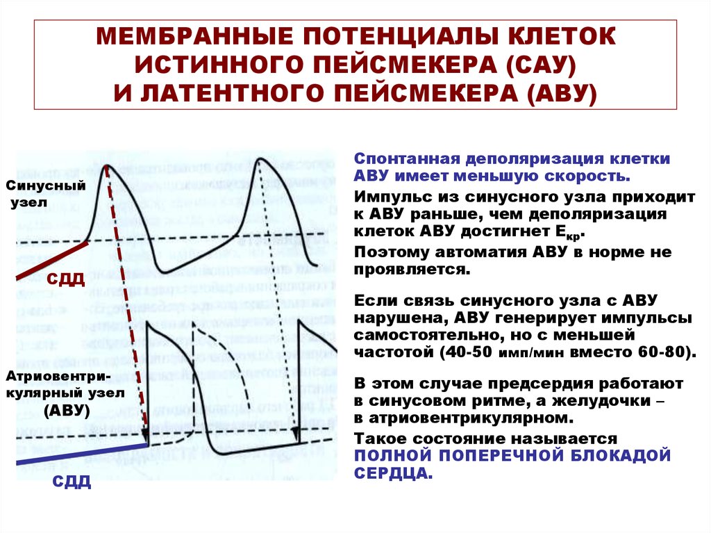 График изменения мембранного потенциала клеток водителя ритма сердца