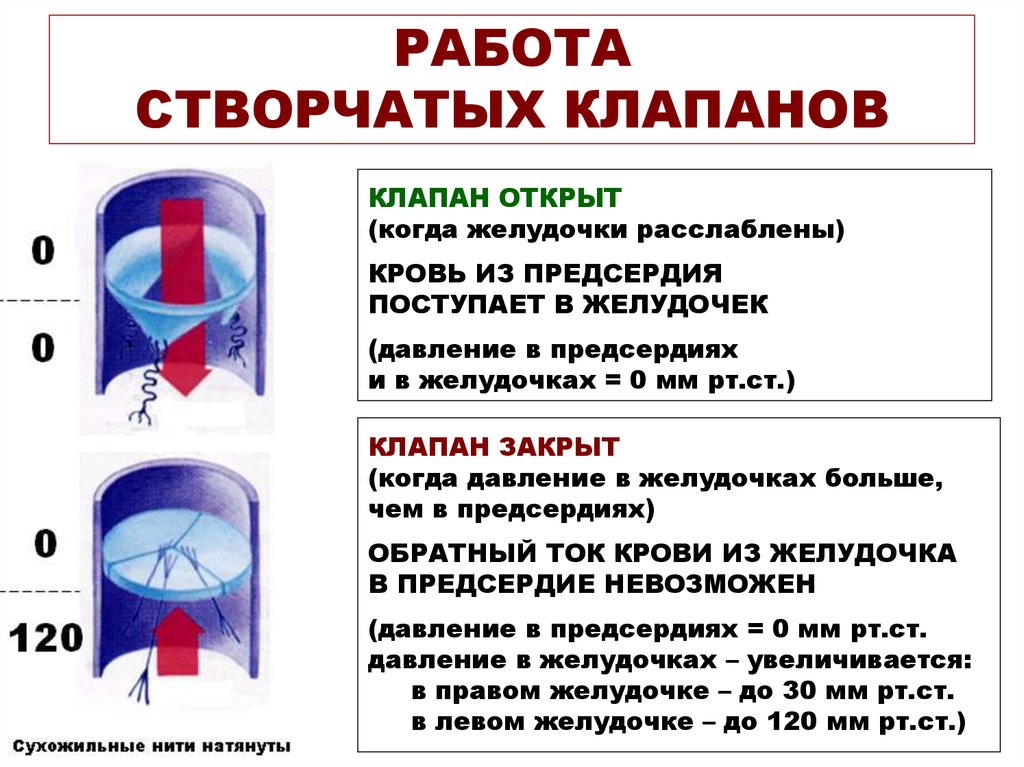 Какой клапан находится. Работа клапанов сердца. Принципы работы клапанов сердца. Створчатые клапаны функции. Работа створчатых клапанов.