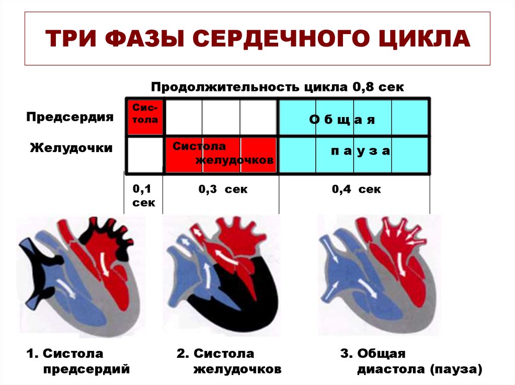 Пассивное наполнение сердца кровью фаза сердечного