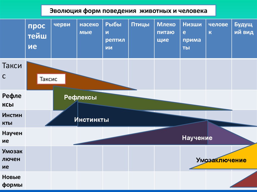 Развитие поведения человека. Эволюция форм поведения. Эволюция форм поведения человека. Эволюционное развитие поведения животных. Эволюция форм поведения животных.