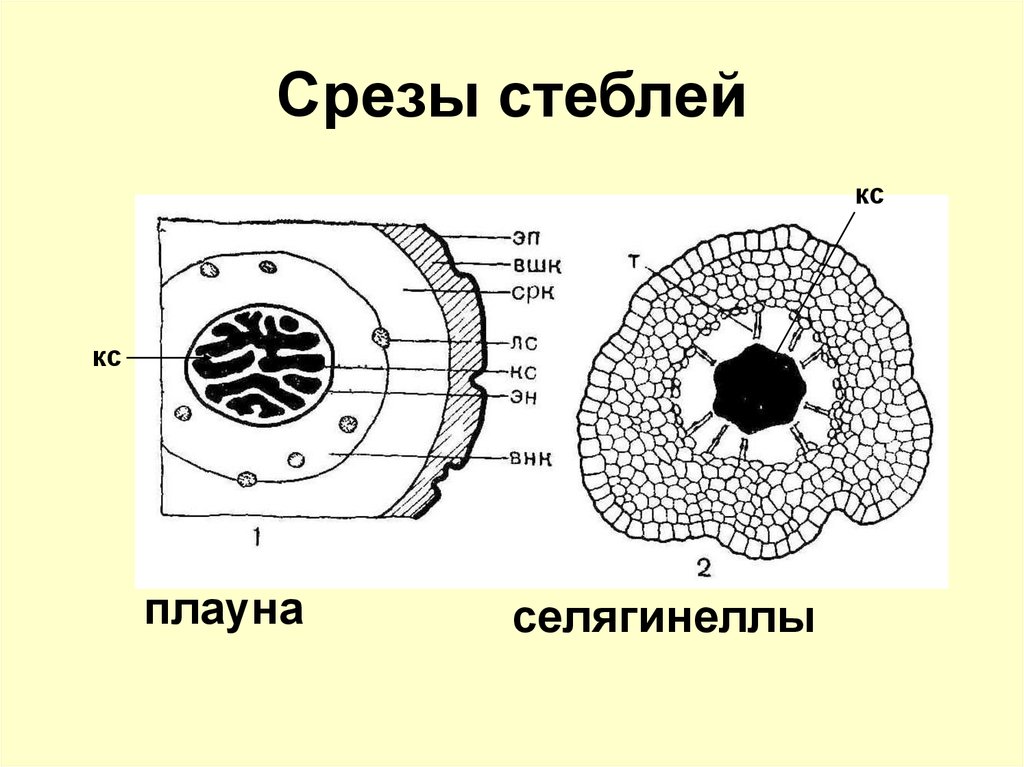 Стебель плауна. Анатомическое строение стебля селагинеллы. Поперечный срез стебля селагинеллы. Анатомическое строение стебля плауна булавовидного. Анатомическое строение стебля плауна.