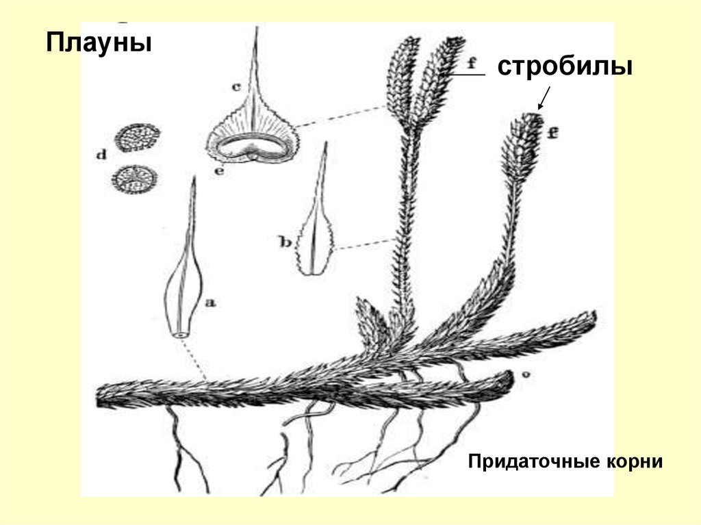 Плаун булавовидный строение рисунок