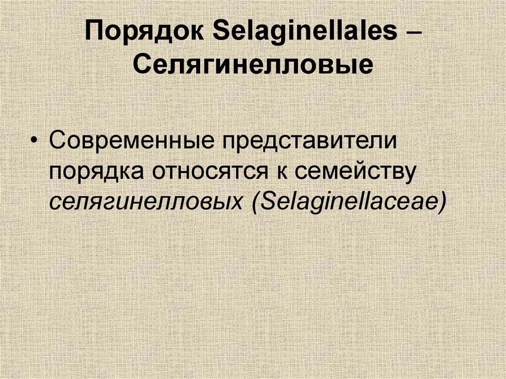 Представители порядков. Представитель порядка.