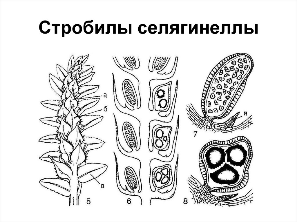 Спороносный колосок рисунок