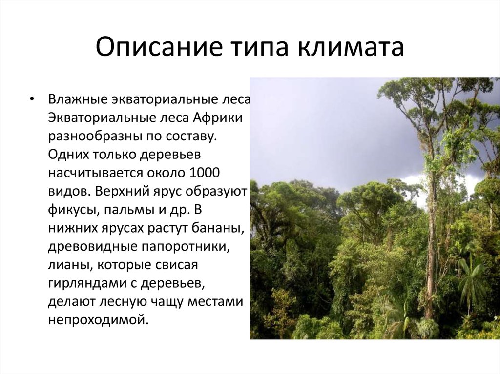 Климат влажных экваториальных лесов. Природная зона влажные экваториальные леса особенности климата