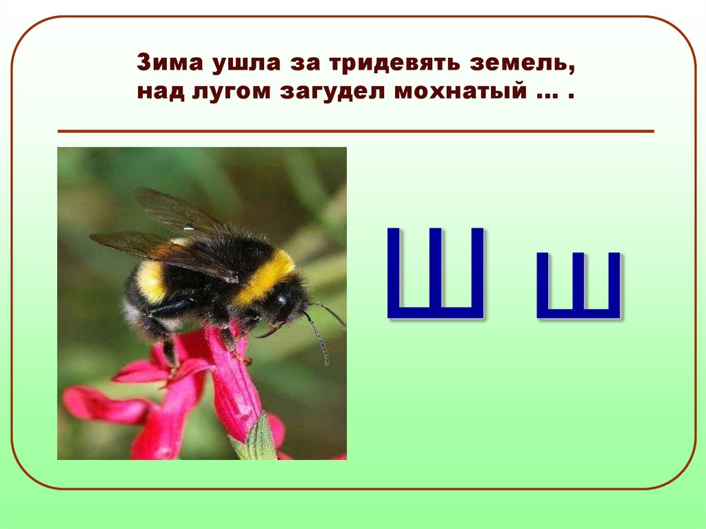 Загадки про букву ш. Загадка про шмеля. Загадка про букву ш. Загадка про шмеля для детей. Загадки для детей на букву ш.