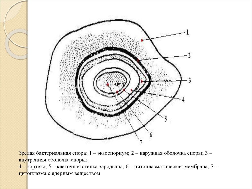 Процесс оболочки. Строение оболочки споры бактерий. Спора бактерии строение. Строение споры бактерий микробиология. Строение эндоспоры бактерий.