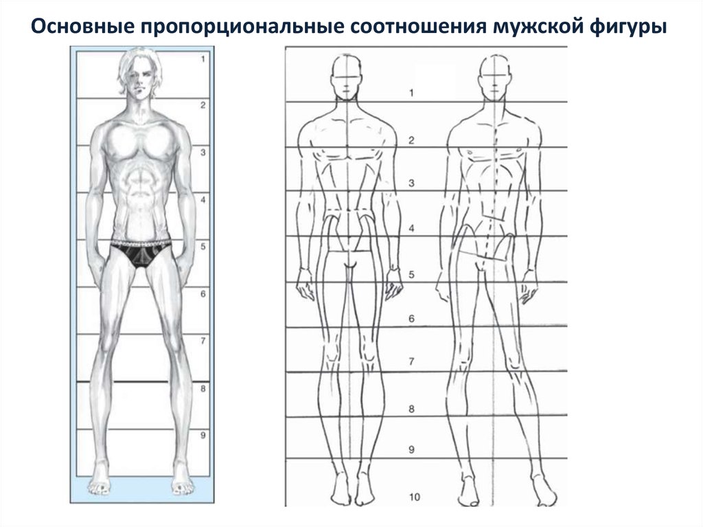 Пропорциональное тело