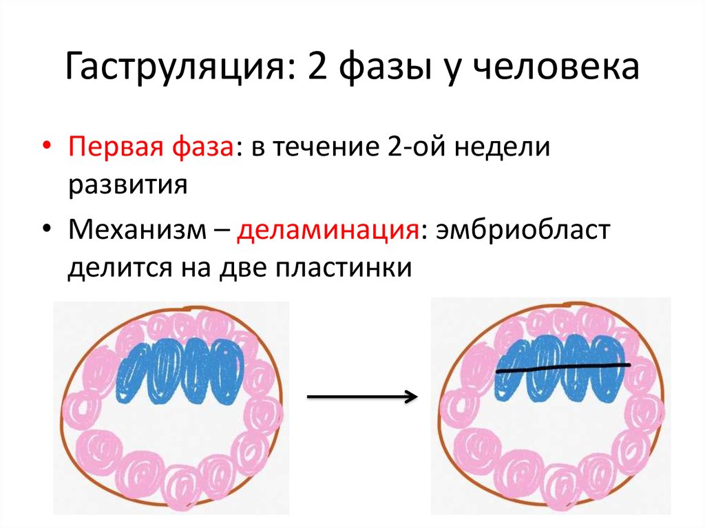 Гаструляция рисунок биология