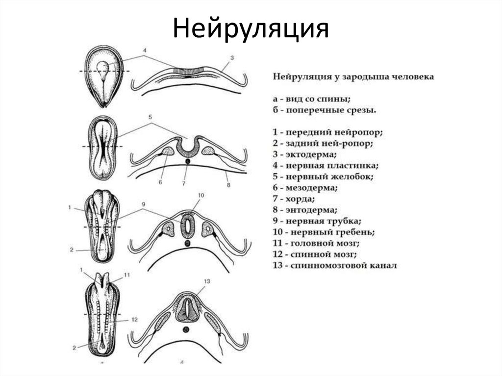 Функции нервной трубки