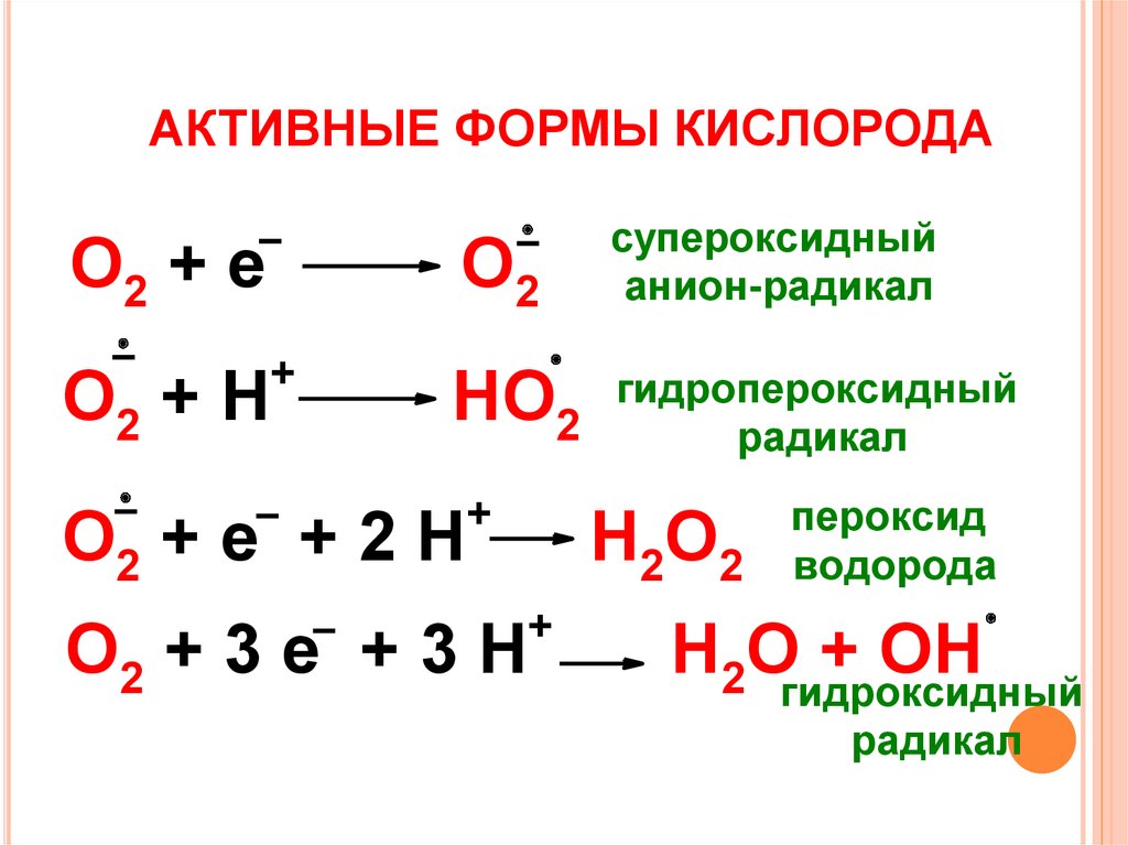 Схема образования активных форм кислорода