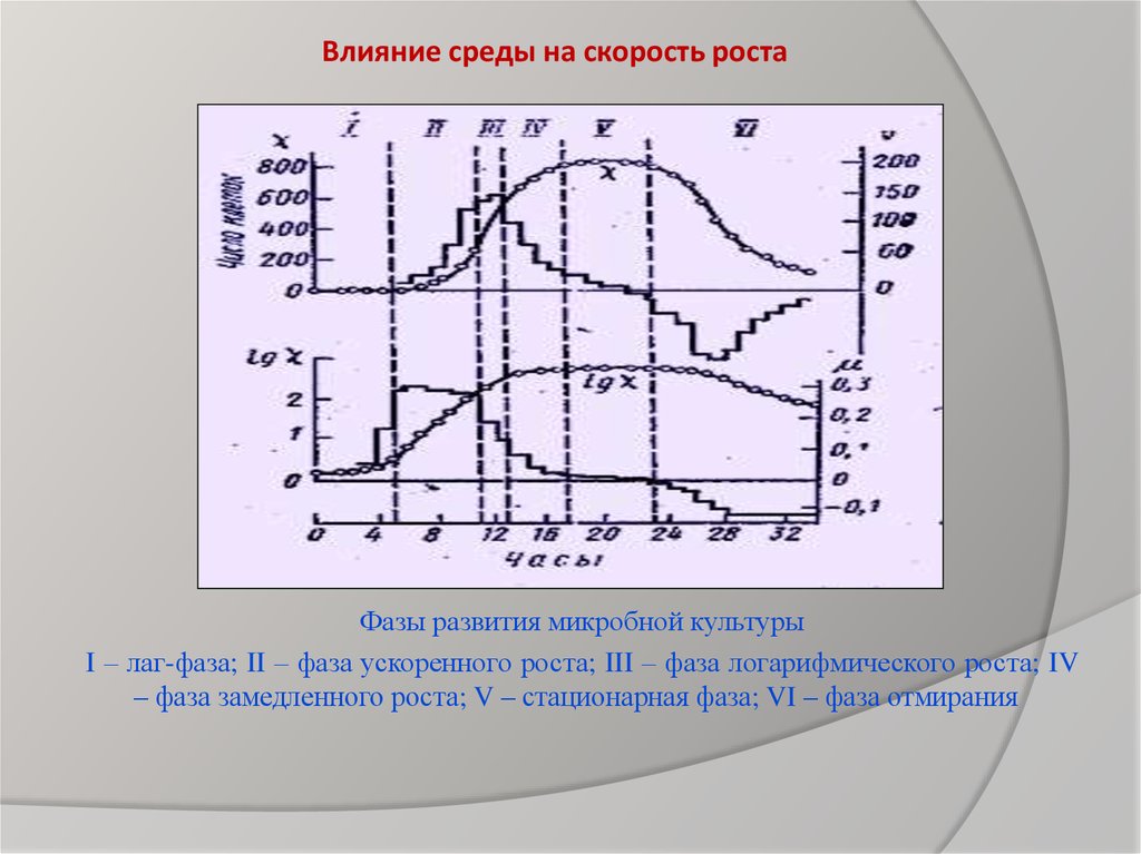 Скорость роста