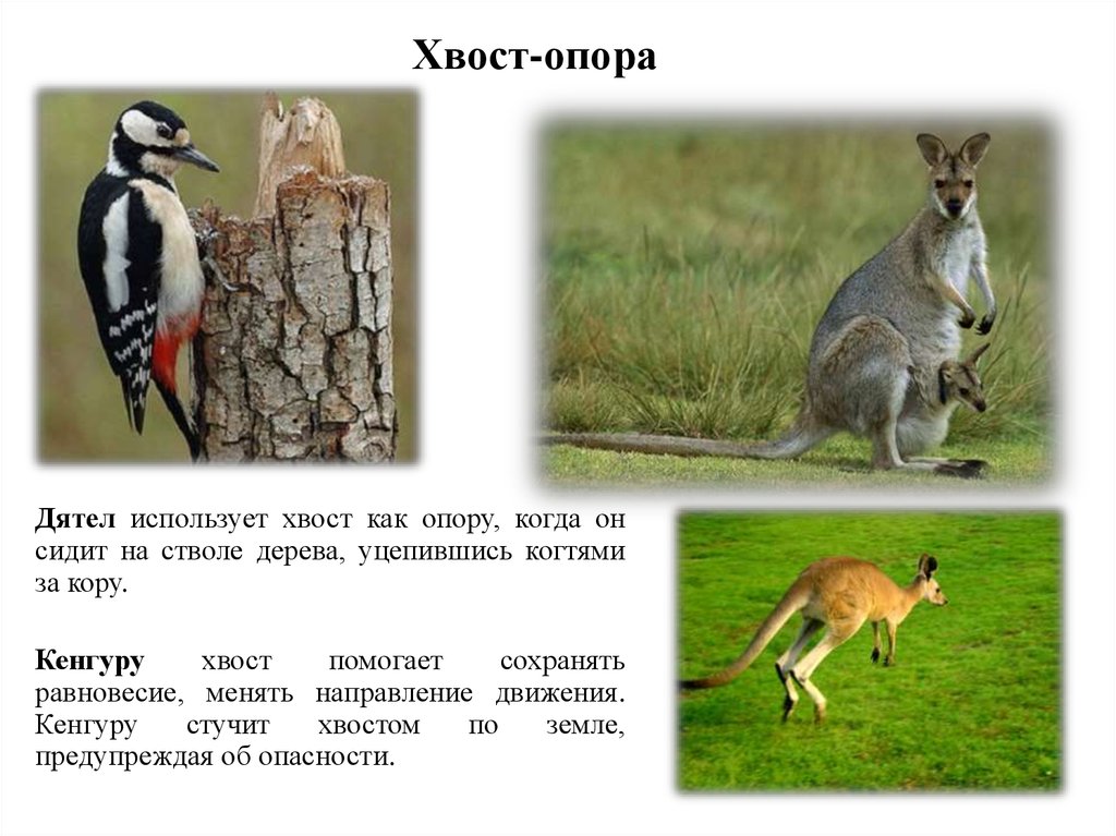 Зачем хвост. Презентация хвосты. Зачем животные. Какие животные используют хвост?. Зачем кенгуру хвост.