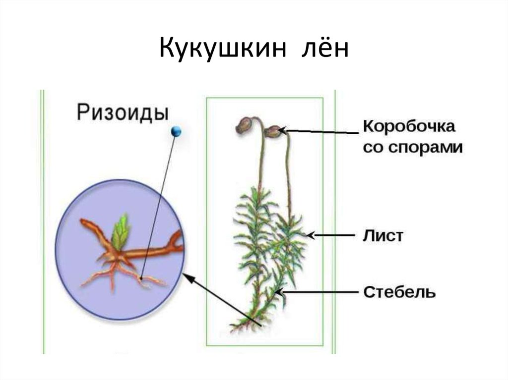 Рассмотрите изображения растений нителла редька дикая кукушкин лен