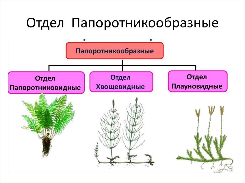 Представитель какого отдела. Царство растения отдел Папоротниковидные. Отдел Хвощевидные систематика. Папоротникообразные преобладающее поколение. Представители папоротниковидных.