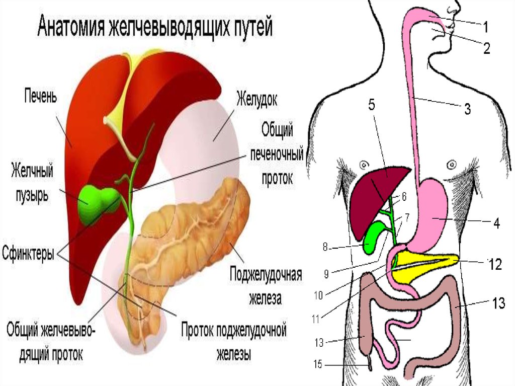 Анатомия печени и ЖВП. Сфинктеры желчевыводящих путей.