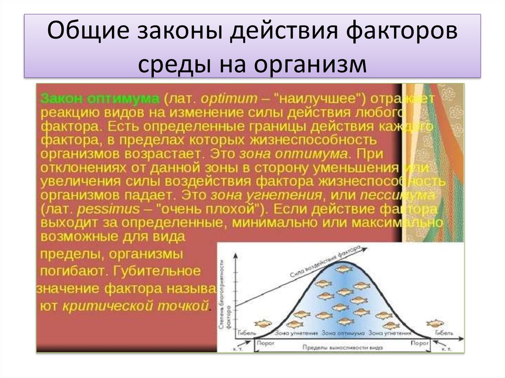 Факторы среды на организмы. Общие законы действия факторов среды на организмы. Общие законы факторов среды на организм. Закономерности действия факторов среды на организмы. Общие законы действия факторов на организм.