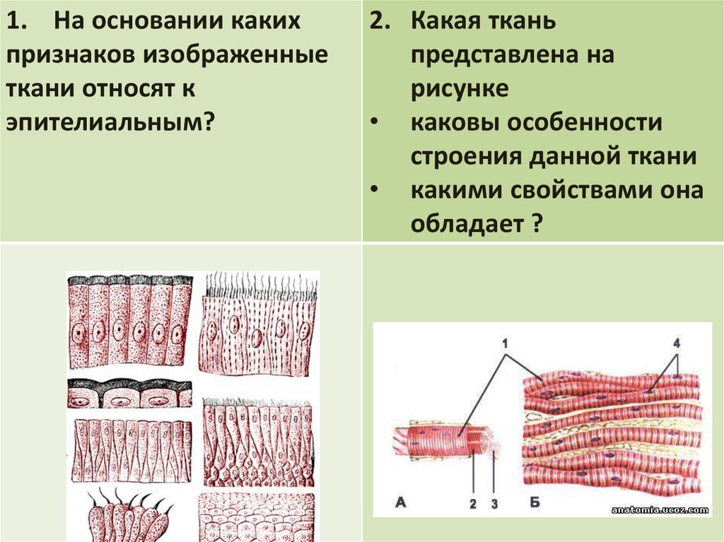 К какому типу относят ткань изображенную на рисунке нервная