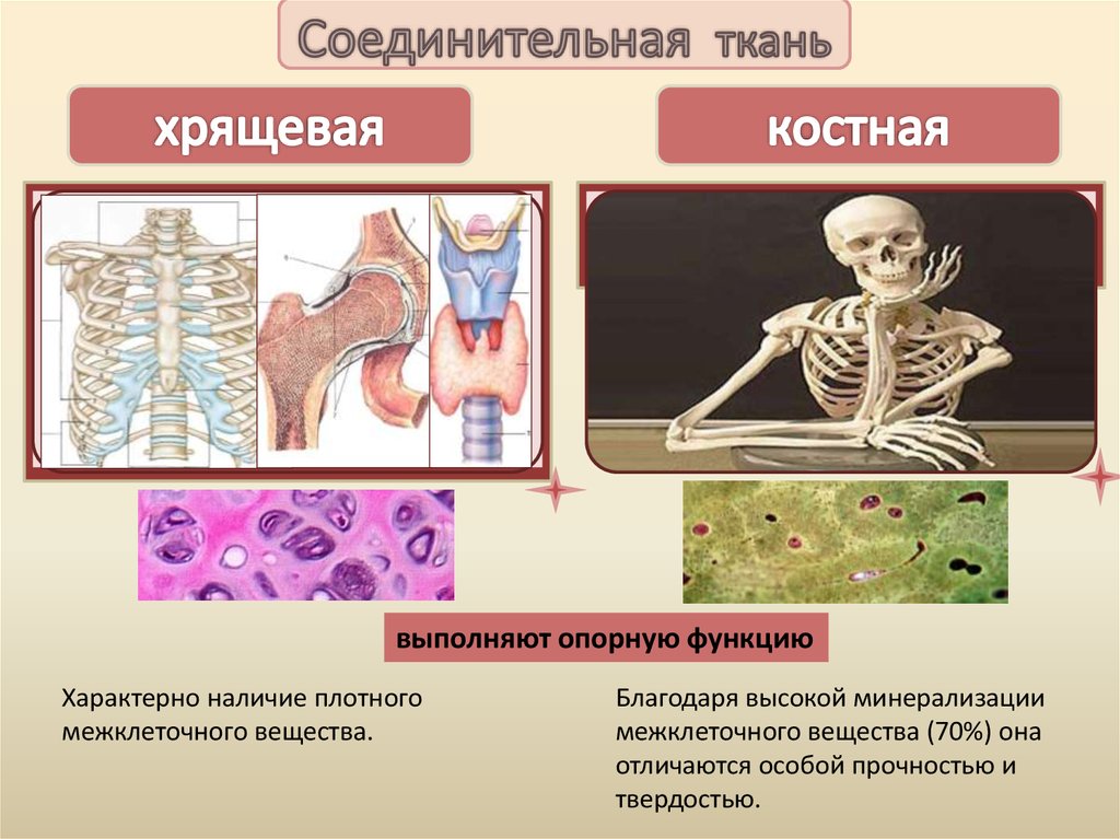 Хрящевая ткань презентация