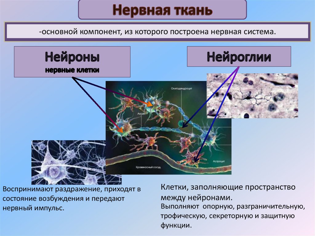 На схеме представлены клетки нейроглии первый тип клетки цилиндрической формы с ресничками