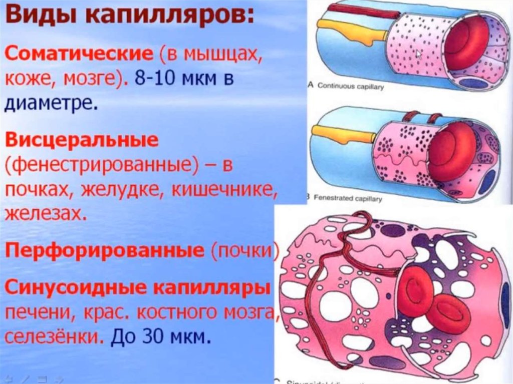 Строение стенки синусоидных капилляров печени