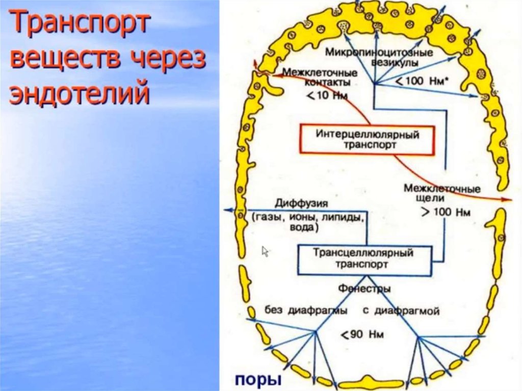 Сердечно-сосудистая система - online presentation