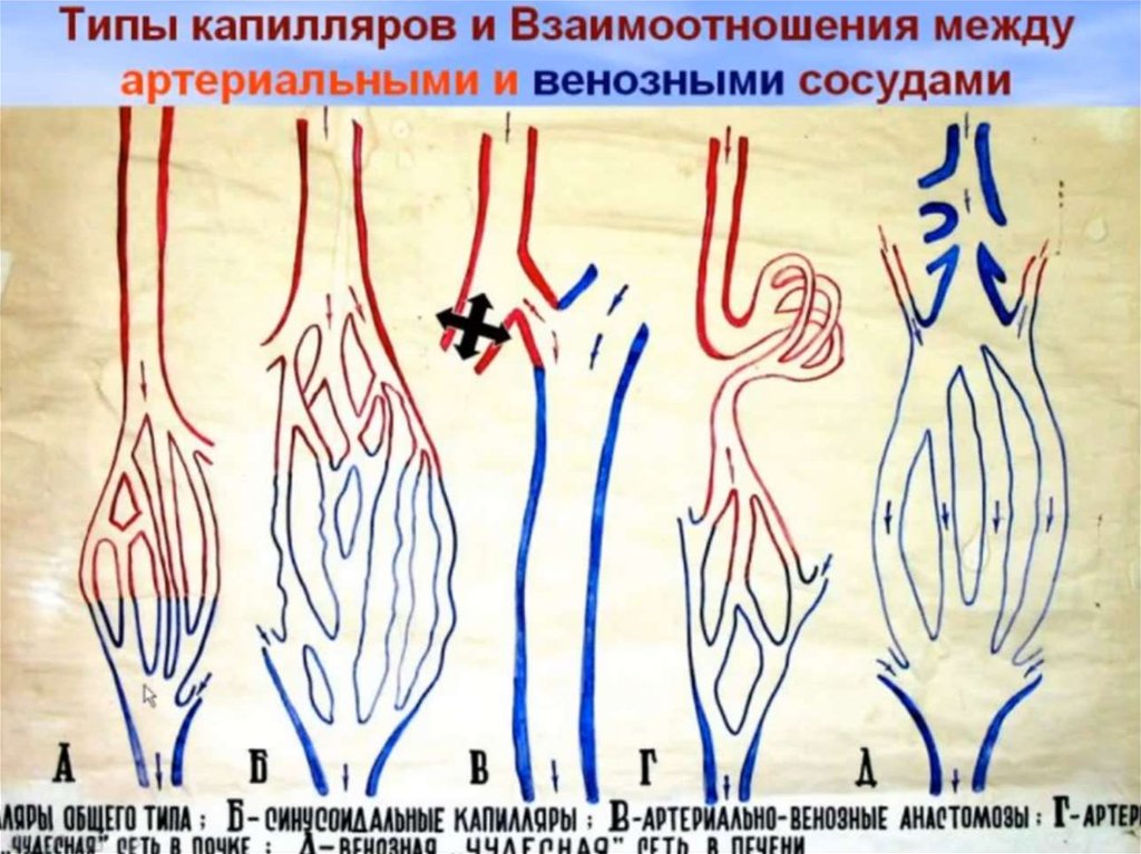 Сердечно-сосудистая система - online presentation