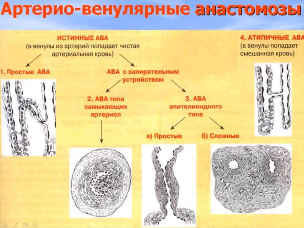 Артериоло венулярный анастомоз строение стенки