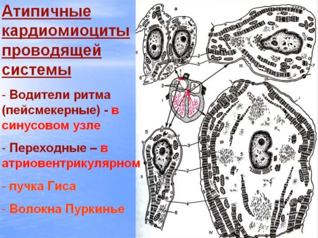 Кардиомиоциты. Атипичные кардиомиоциты строение. Проводящая система сердца это атипичные кардиомиоциты. Проводящие кардиомиоциты строение. Кардиомиоциты сердца строение.