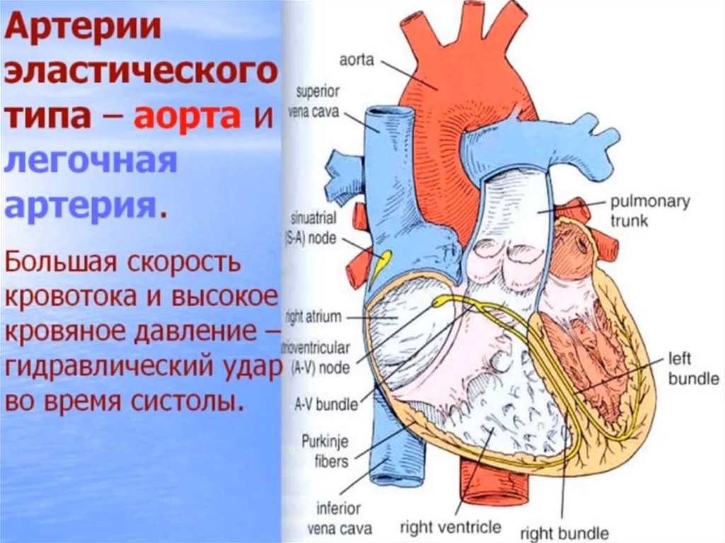 Схема строения сердечно сосудистой системы