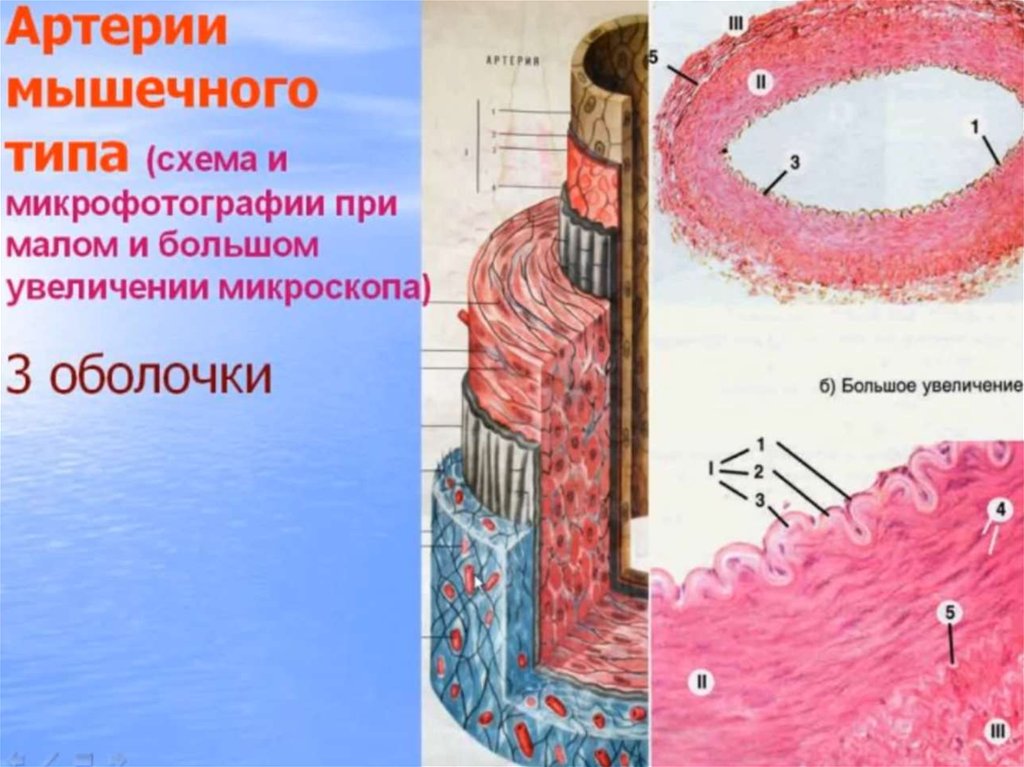 Артерия мышечного типа гистология рисунок с подписями