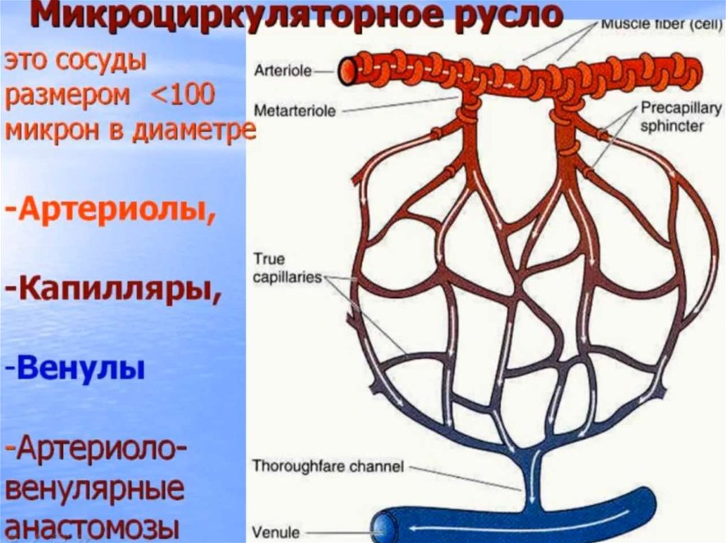 Сосудистая система картинка