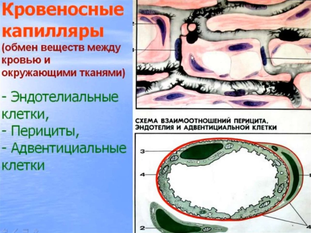 Перициты в стенке капилляров