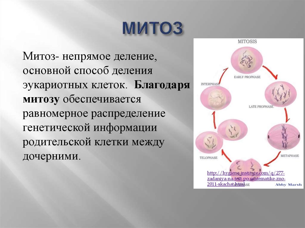 В результате митоза образуют. Митоз. Деление клетки митоз. Митоз это в биологии. Способы деления клетки митоз.