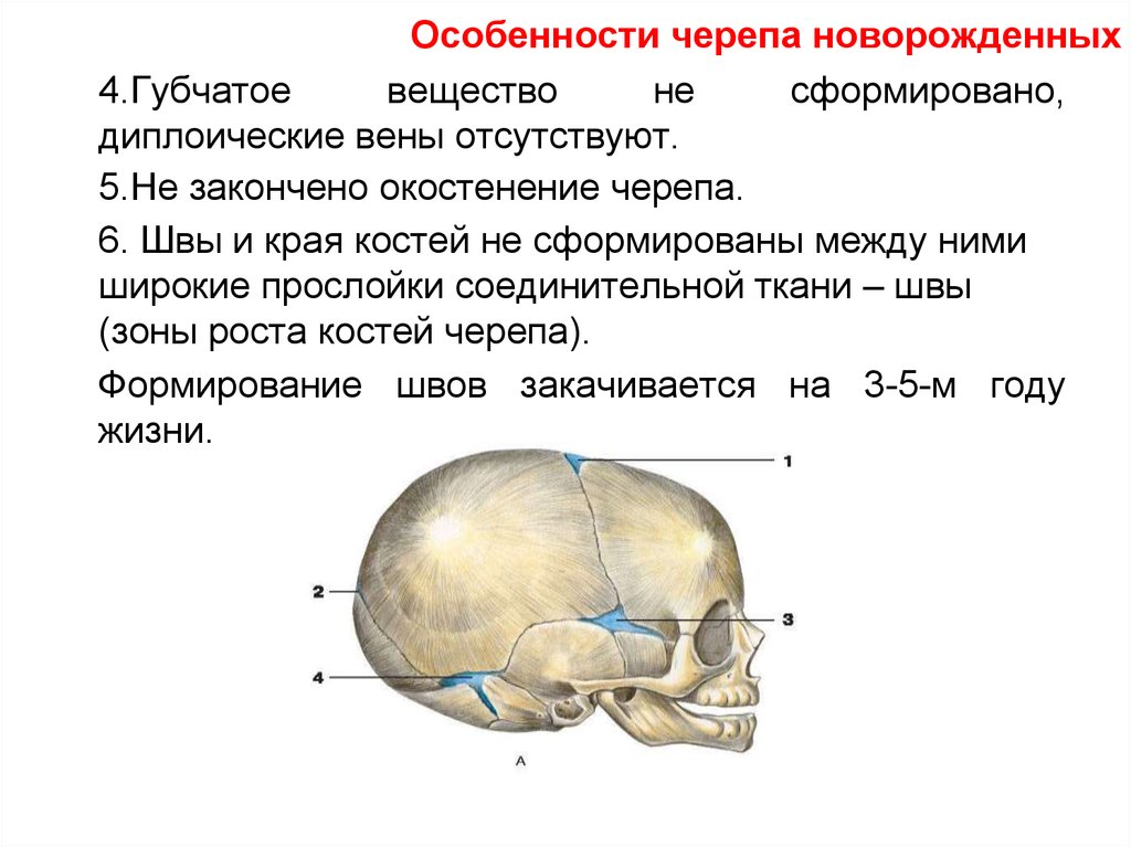 Особенности строения черепа. Сроки окостенения костей черепа. Строение свода черепа новорожденного. Диплоические кости черепа. Окостенение костей черепа таблица.