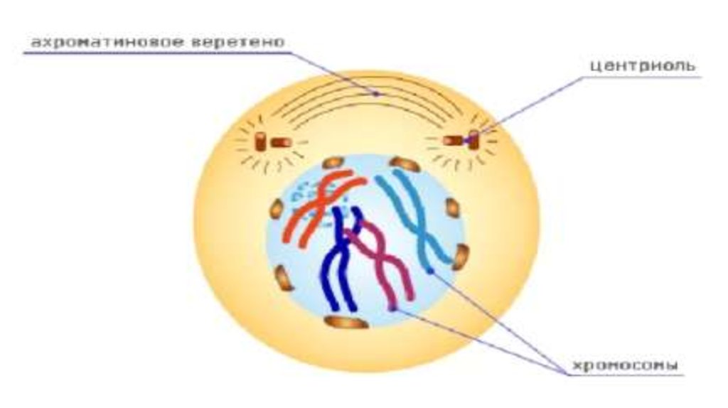 Расхождение центриолей к полюсам клетки фаза. Ахроматиновое Веретено деления. Центриоли Веретено деления. Центриоль деление клетки. Веретено деления клетки.