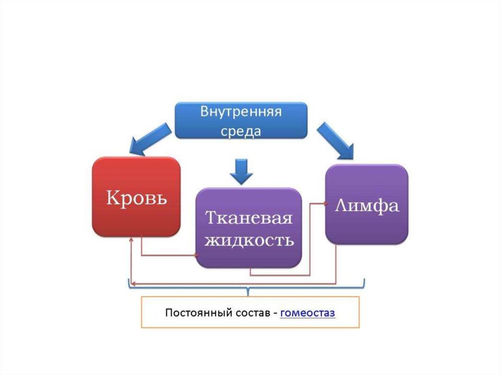 Состав внутренней среды