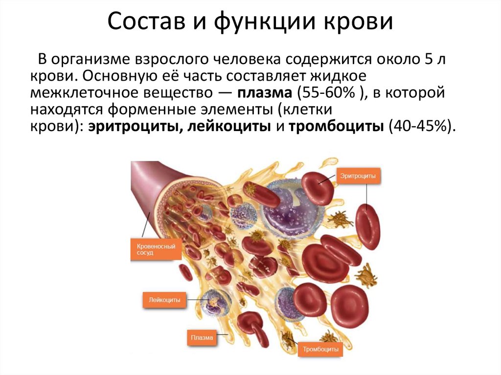 Кровь биология 11 класс. Кровь человека строение и функции кратко. Кровь функции крови её состав. Состав и функции крови в организме. Кровь ее состав и функции.