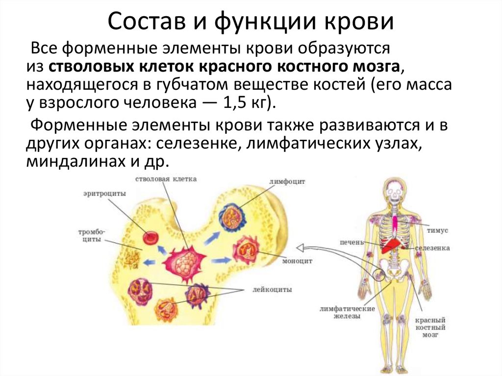 Защитные функции организма презентация