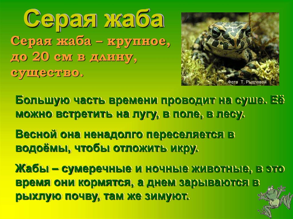 Приспособления земноводных в воде. Информация о лягушках. Проект про лягушку. Факты о лягушках. Информация о земноводных.