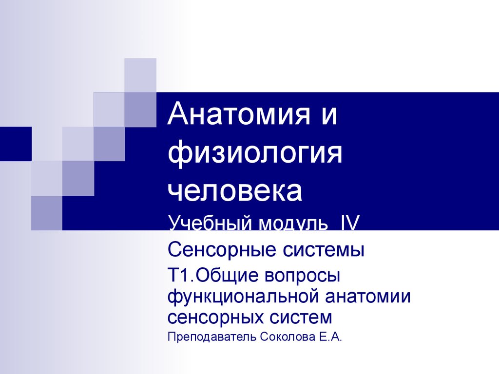 Общие вопросы функциональной анатомии сенсорных систем - презентация онлайн